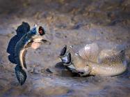 See who jumps high Highly Commended Winner Chu han lin, Mudskipper, Taiwan.