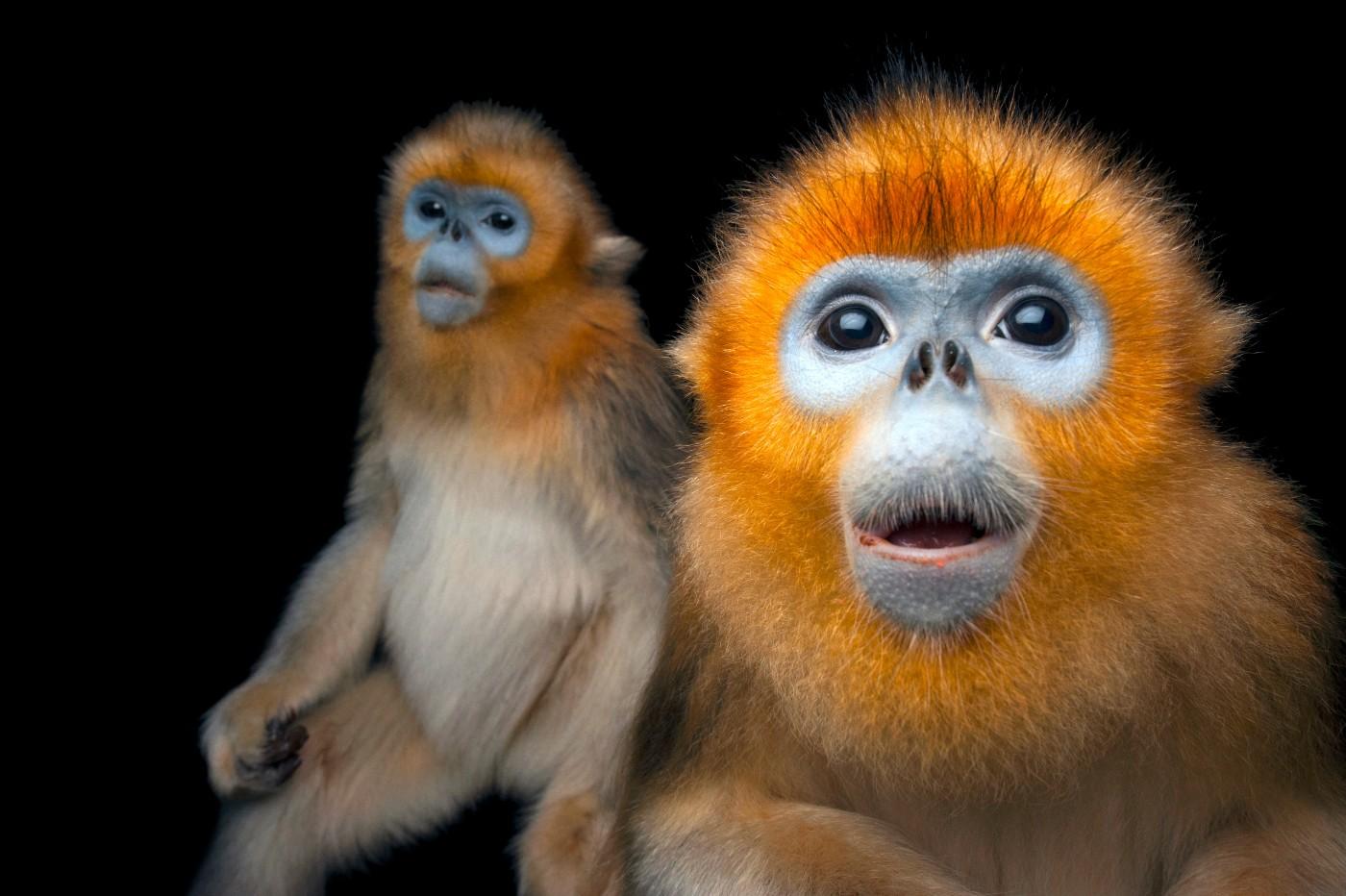 Two Golden snub-nosed monkeys, Rhinopithecus roxellana, at Ocean Park Hong Kong.