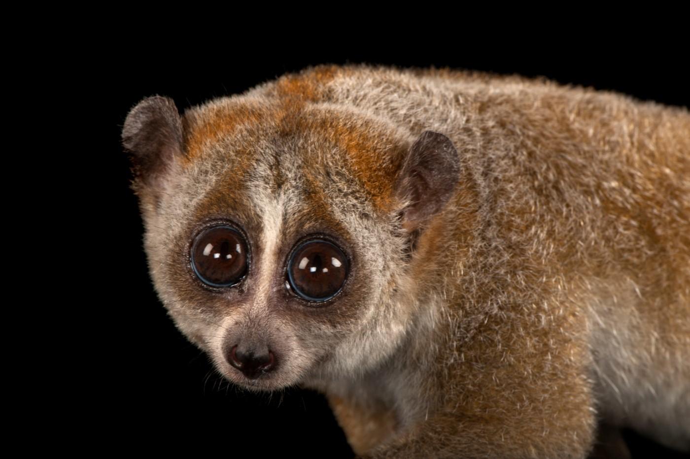 A pygmy slow loris, Nycticebus pygmaeus, at Omaha's Henry Doorly Zoo and Aquarium.
