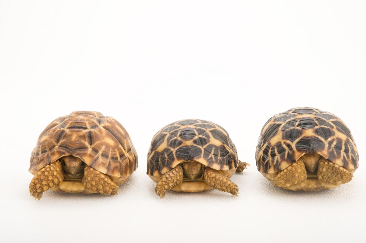 Three critically endangered, yearling Burmese star tortoises, Geochelone platynota, at the Turtle Conservancy.