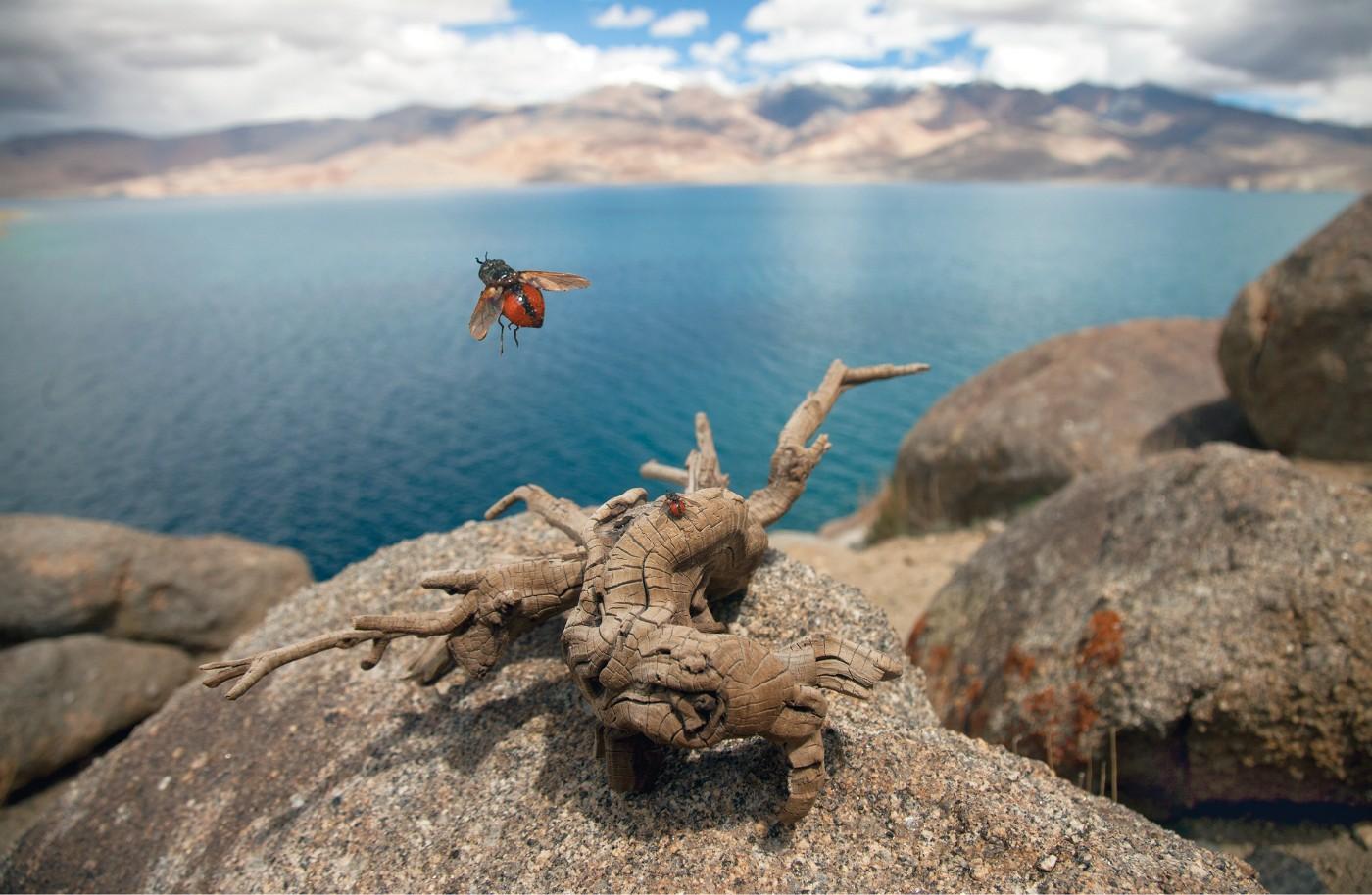 Shivani Gupta, "Tso moriri – Sandalwood against a lake lit with sunbeams through the rain. Wood on rainbowed surface of water, charm for a second life."