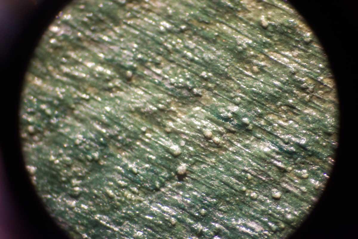 Microprotrusion detail from White Bird of Paradise, 2015.