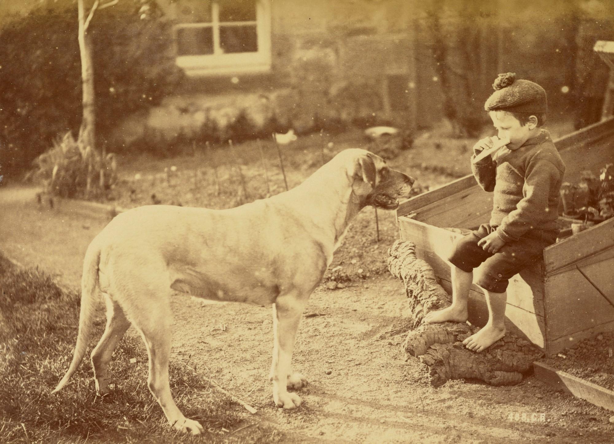 boy and dog