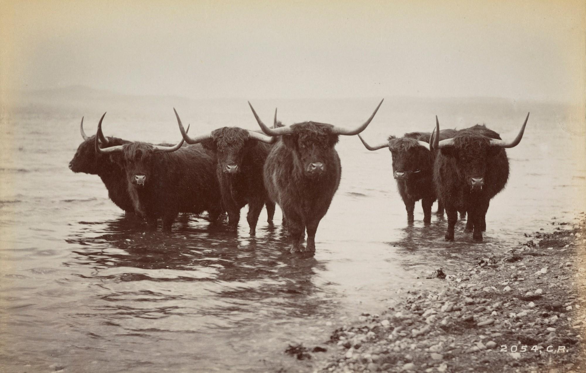 highland cows wade in water