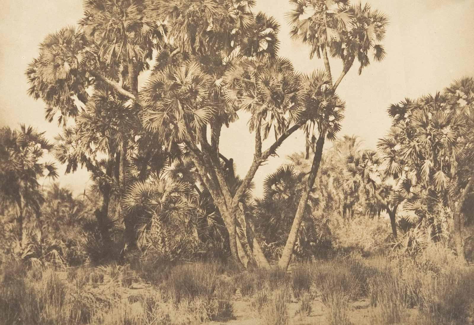 Maxime Du Camp, Palmiers Doums à Hamarneh, 1849–50.