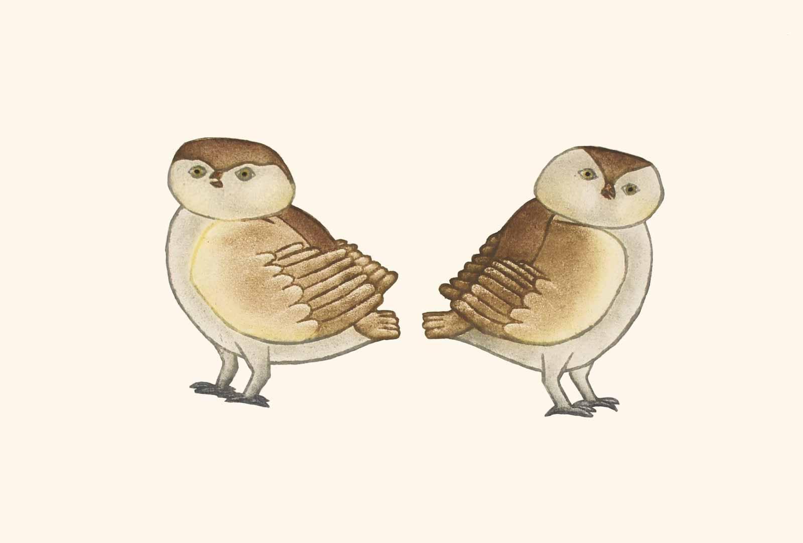 Killiktee Killiktee, Owlettes.