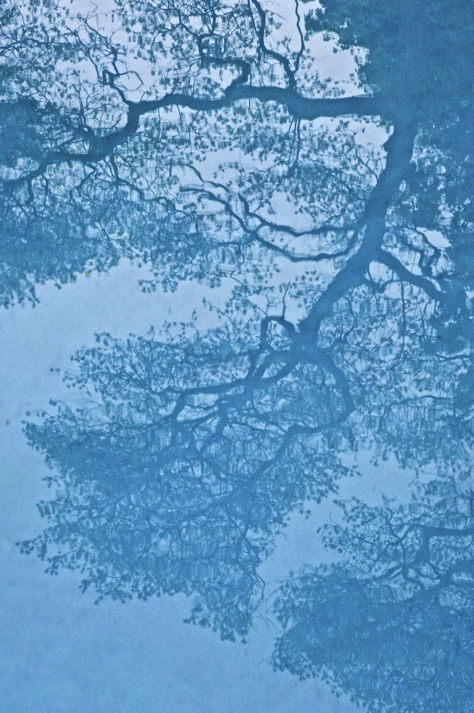 Lynn Savarese Water Tree I, 2020 Archival Inkjet Pigment Print Edition 2 of 10 52 x 36.5in. Lynn Savarese Photography