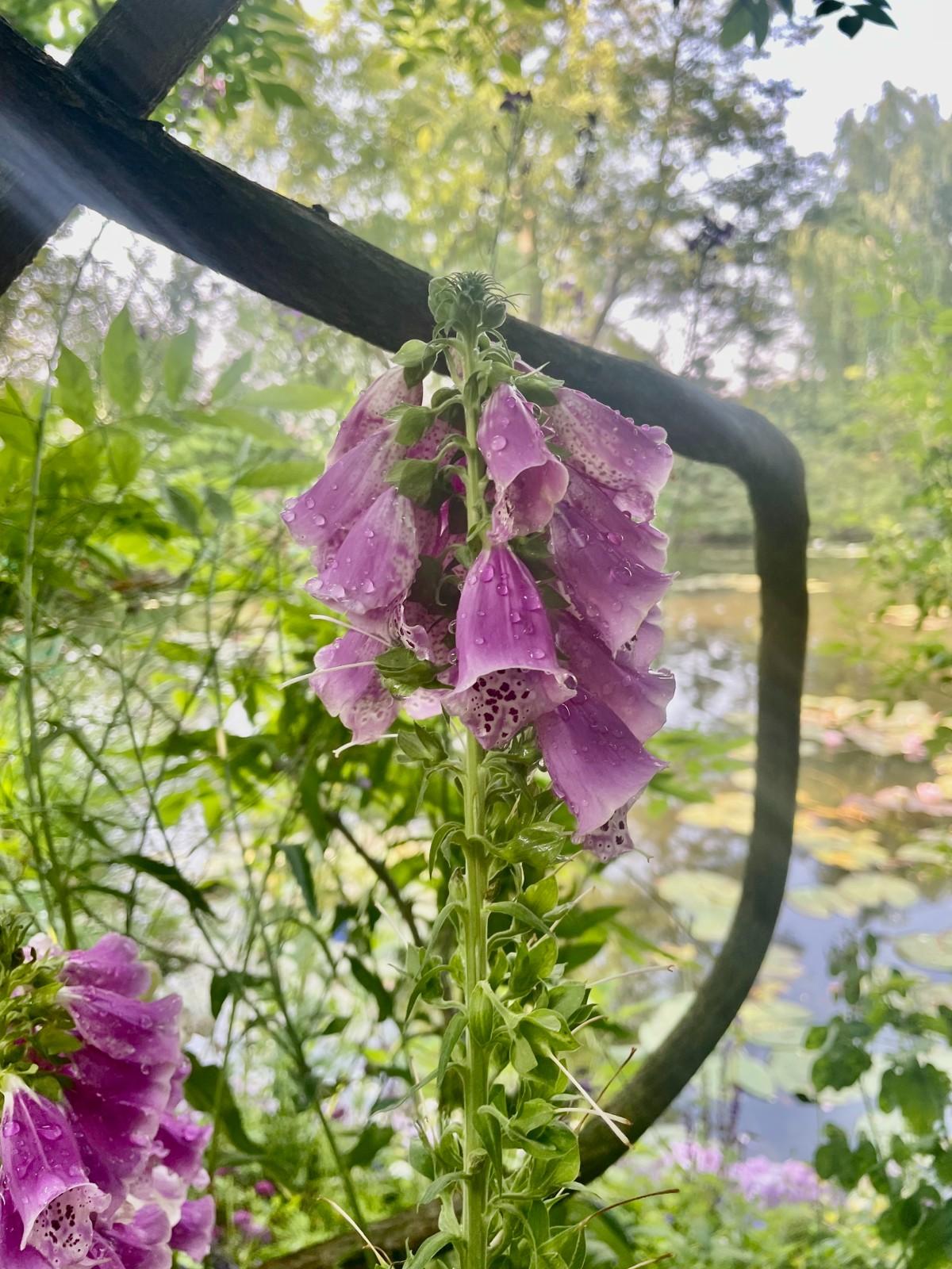 Monet’s Garden in Giverny, Foxglove flowers in the garden surrounding the Water Lily Pond.