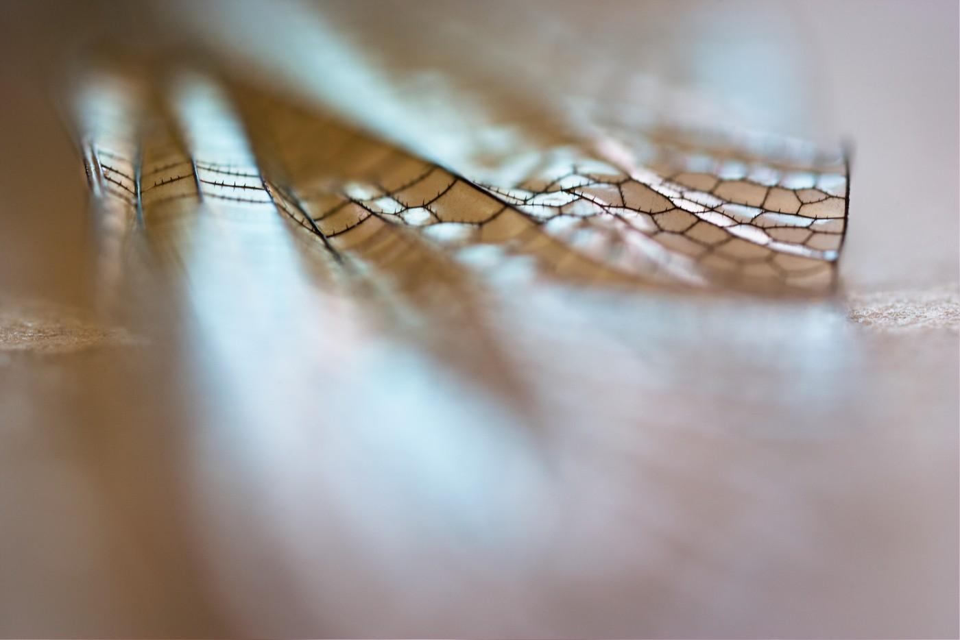 Olivia Parker, Wing 1, 2008. Inkjet print.