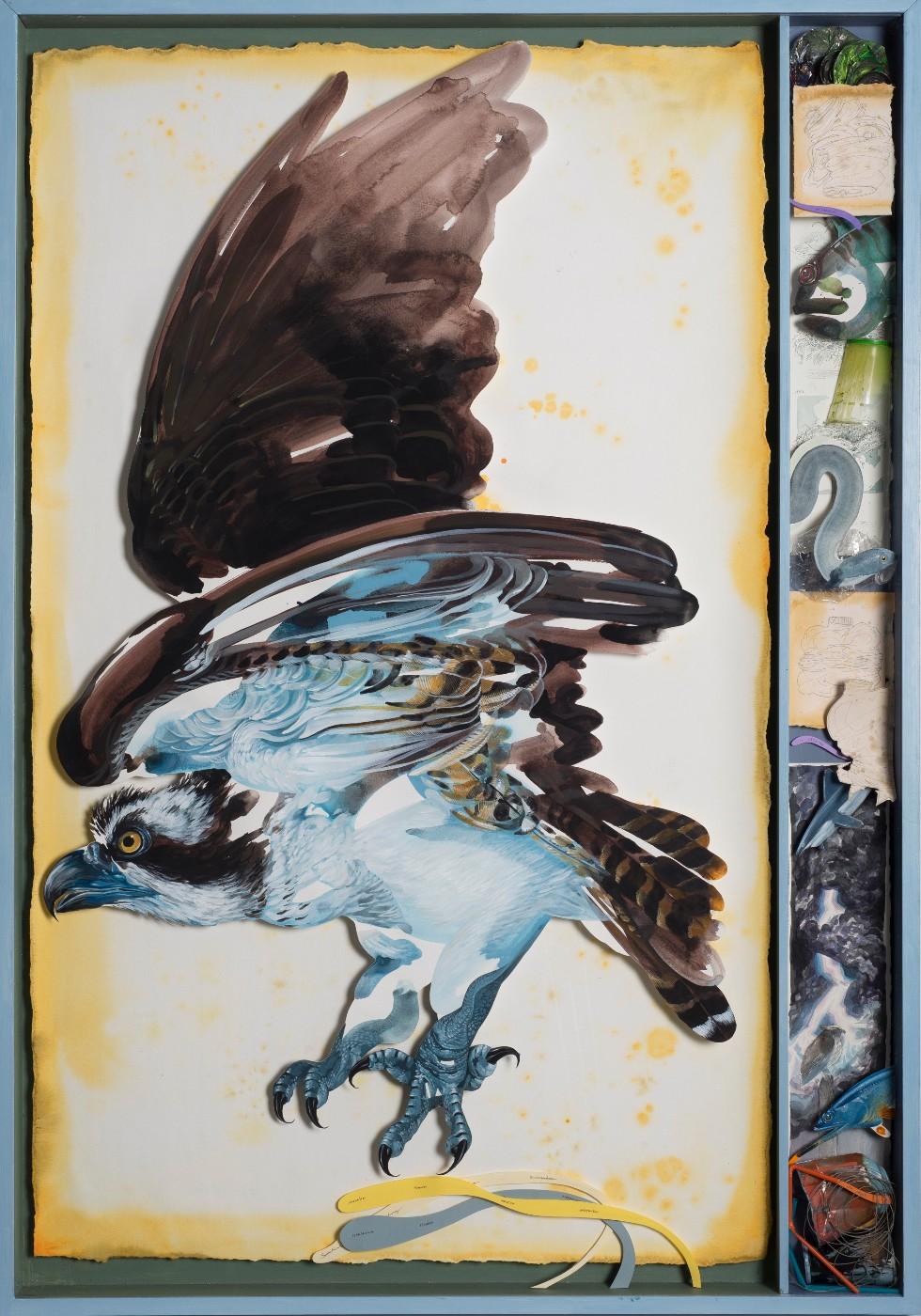 Hitnes, Osprey, 2017