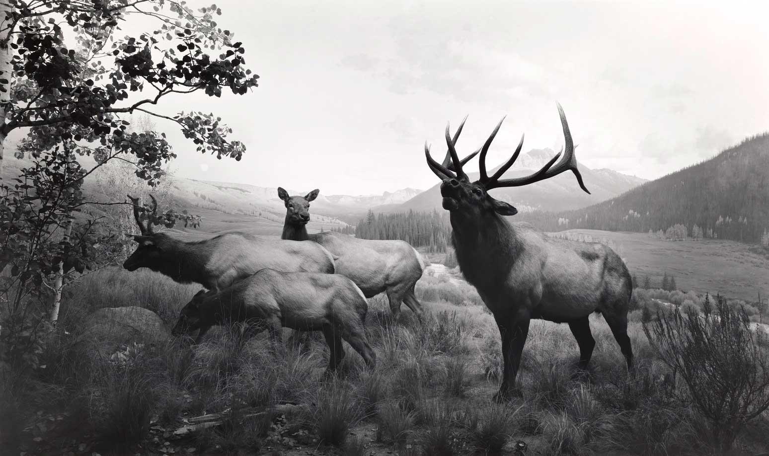 Hiroshi Sugimoto, Wapiti, 1980