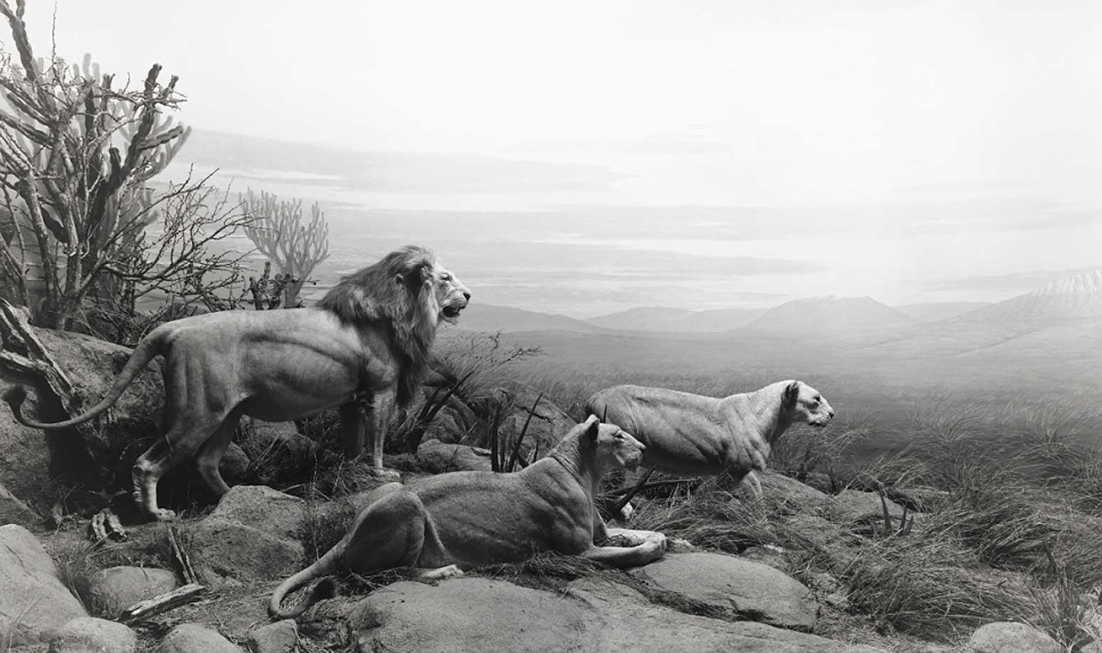 Hiroshi Sugimoto, Lion, 1994