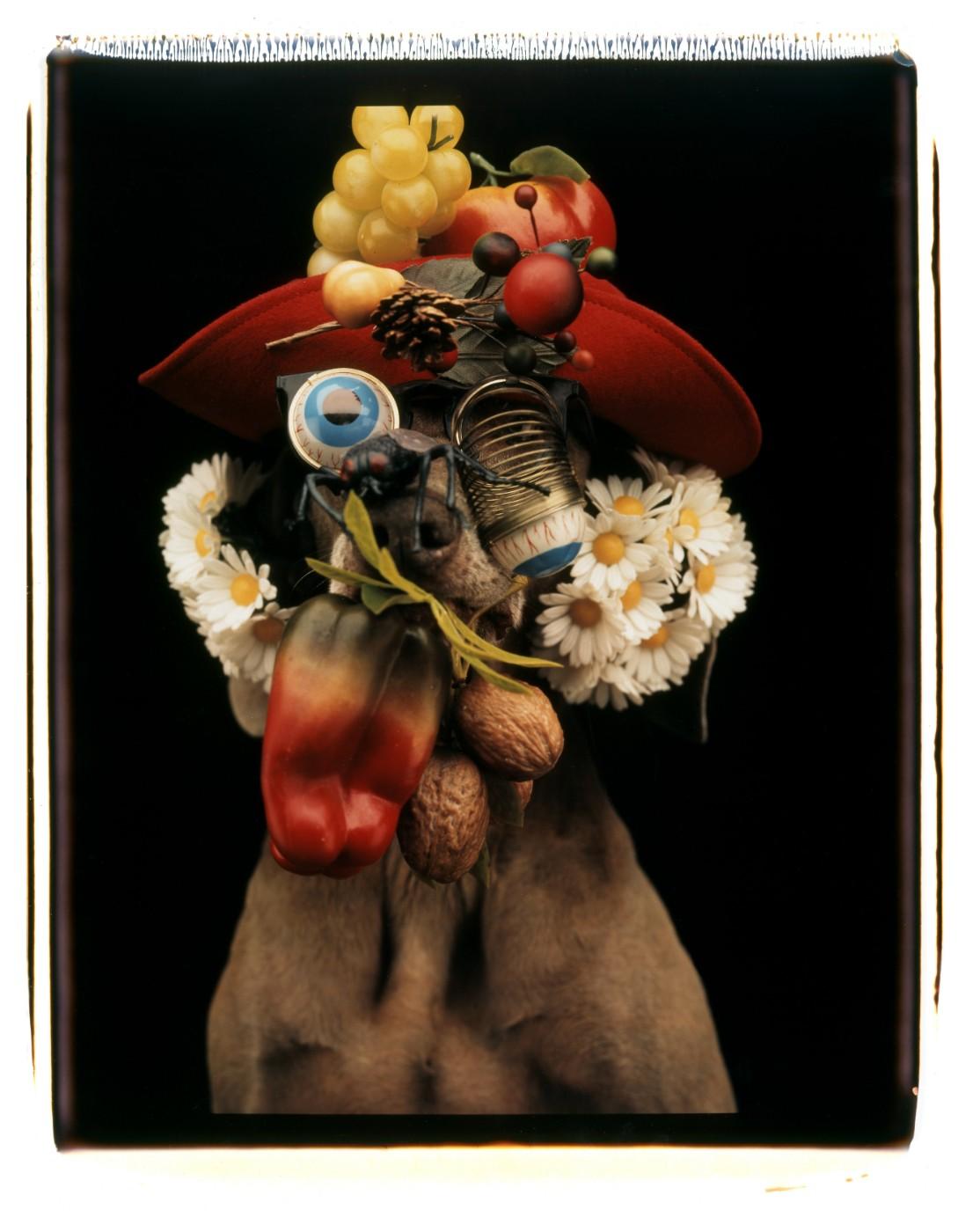 William Wegman, Daisy Nut Ball, 1994. Color Polaroid, 24 x 20 in.