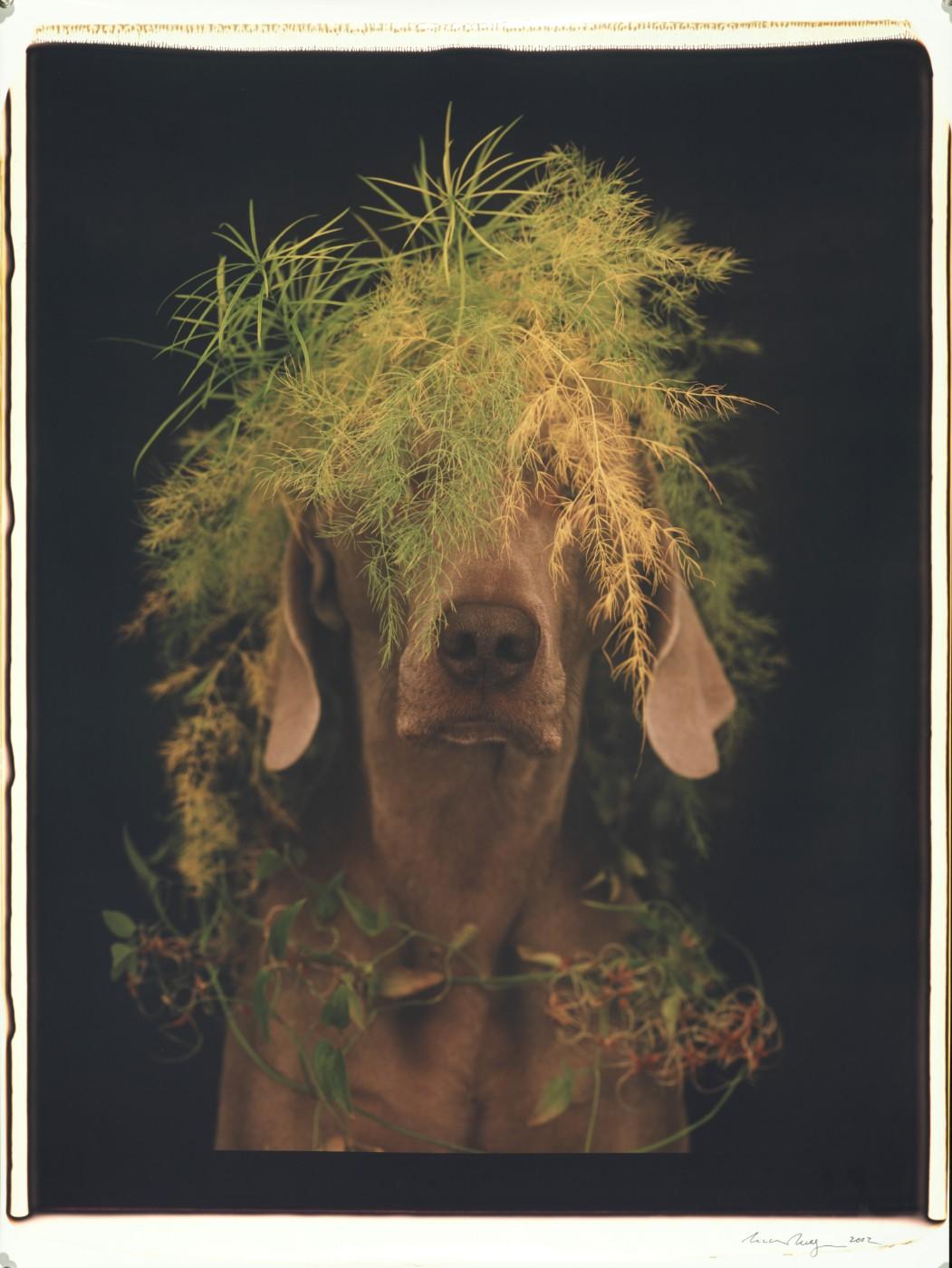 William Wegman, Feathery Greens, 2002