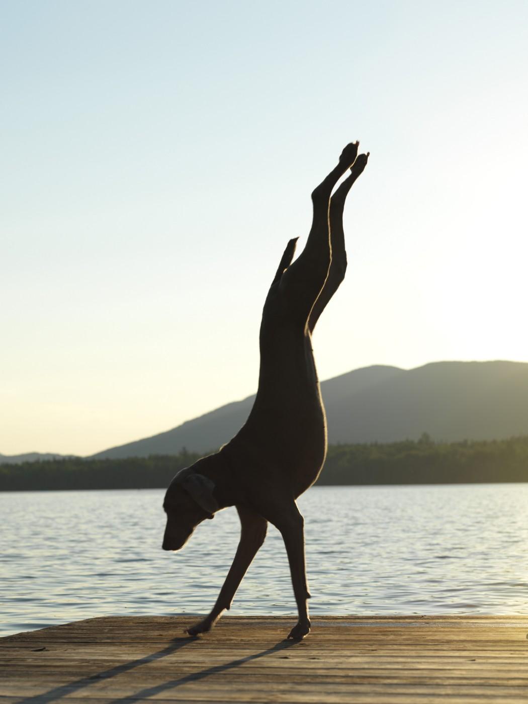 William Wegman, Handstanding, 2011. Pigment print, 22 x 17 in.