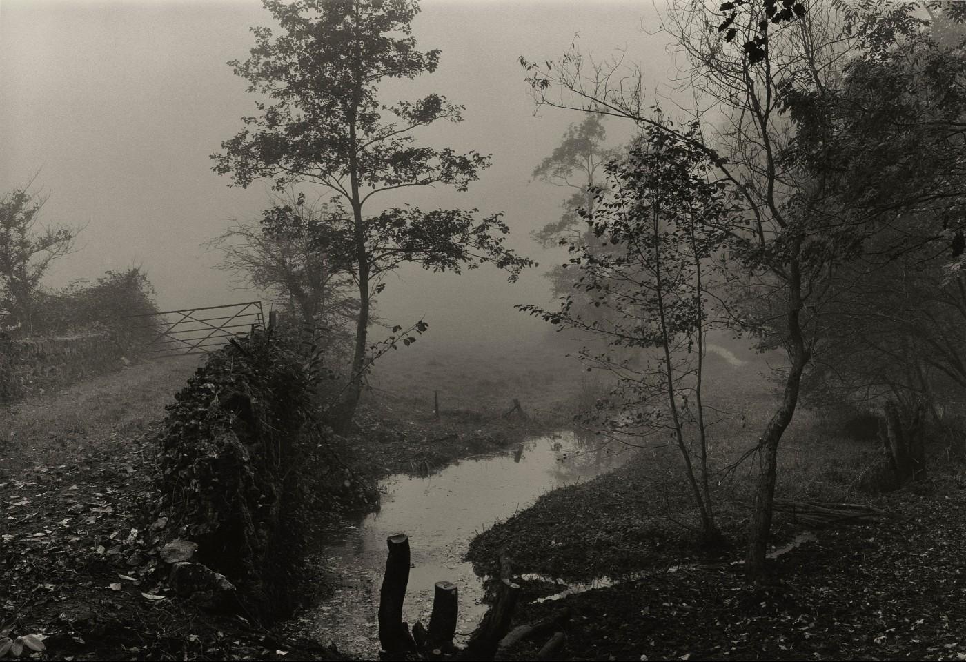 Don McCullin, Woods near My House, Somerset, c.1991