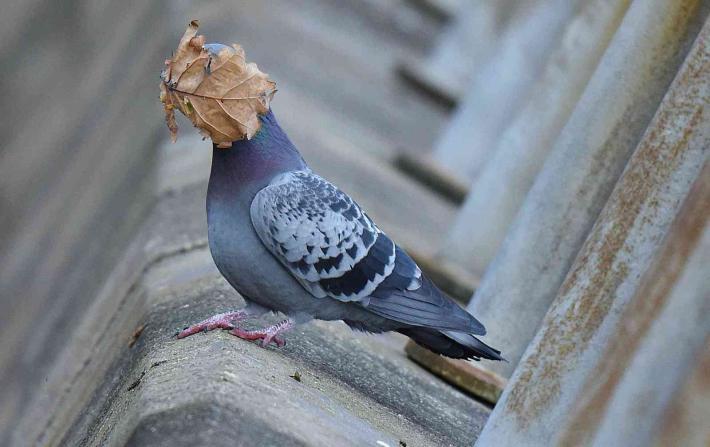 I guess summer's over Spectrum Photo Creatures in the Air Award Affinity Photo People's Choice Award John Speirs, Pigeon.