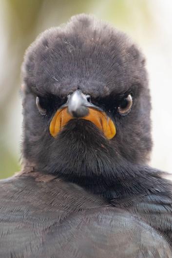 Monday morning mood Finalist Andrew Mayes, Pied Starling, Rietvlei, South Africa.